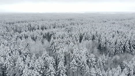 4K.-Flight-above-winter-forest-on-the-north,-aerial-top-view.